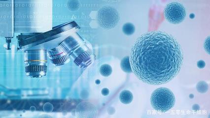 完善干細(xì)胞治療臨床技術(shù)指導(dǎo)，推動(dòng)人體干細(xì)胞技術(shù)開發(fā)與應(yīng)用