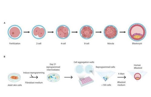 從干細胞到器官再生 日本人與動物嵌合胚胎試驗的技術路徑與倫理邊界